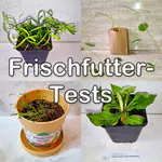 Tests von Frischfutter für Wellensittiche