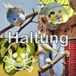 Haltung und Pflege Haltung & Pflege