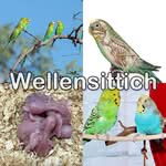 Wellensittich Weiterführende Informationen zum Wellensittich