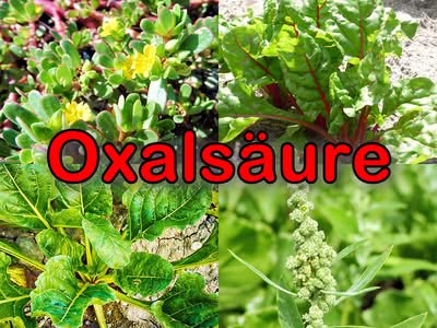 Oxalsäure
