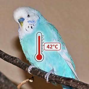 Körpertemperatur beim Wellensittich