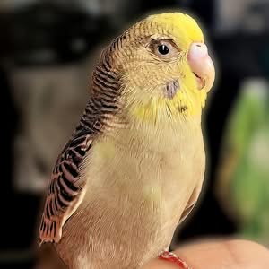 Kokzidien beim Wellensittich