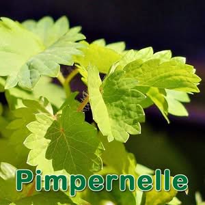 Pimpernelle als Futterpflanze