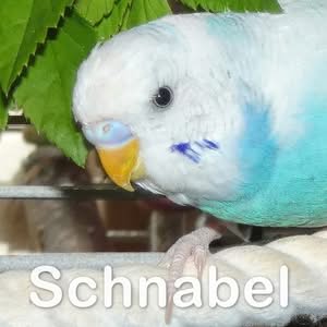Schnabel vom Wellensittich