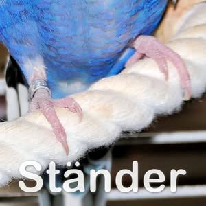 Ständer (Beine) des Wellensittichs