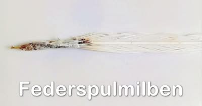 Parasiten: Federspulmilben beim Wellensittich