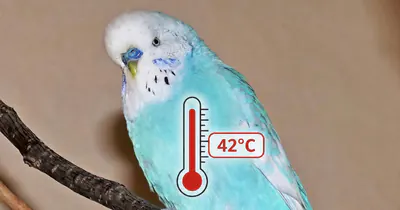 Körpertemperatur beim Wellensittich