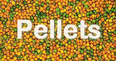 Pellets als Futter für Wellensittiche?