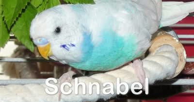 Schnabel des Wellensittichs