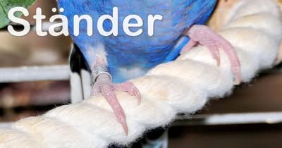 Ständer Ständer (Beine) des Wellensittichs