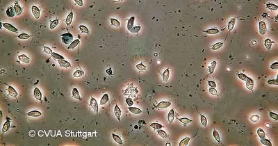 Trichomonaden bei Wellensittichen