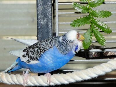 Jule mit Gänsefigerkraut Wellensittich knabbert an den Blättern des Gänsefingerkrauts