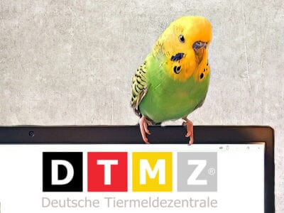 DTMZ DTMZ