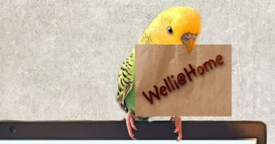 Welli@Home Willkommen bei Welli@Home