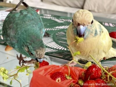 Erdbeeren mit Sittichen Sittiche mit Erdbeeren