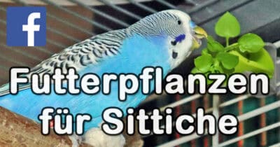 Futterpflanzen-Gruppe
