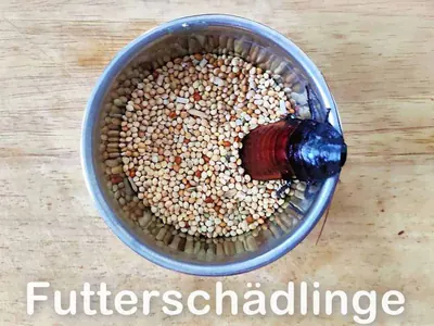 Futterschädlinge Futterschädlinge