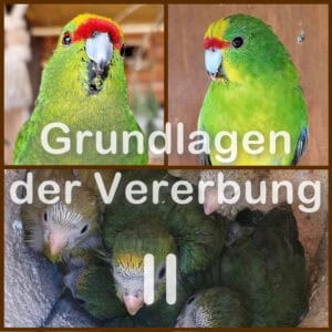 Vererbung 2