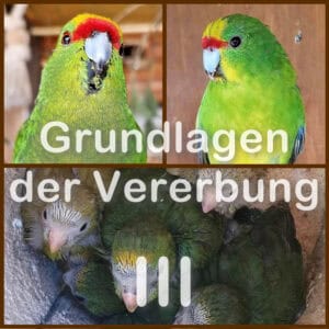 Vererbung 3