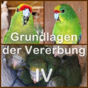 Vererbung 4