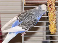 Puur pauze Snack