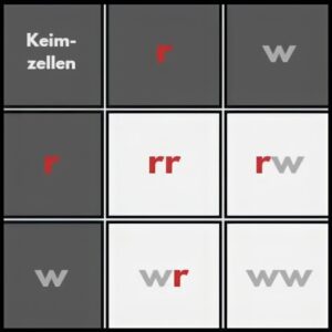Kombi-Quadrat - Blüten Kombinationsquadrat für Blüten