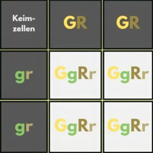 Kombi-Quadrat - Erbsen 2 Kombinationsquadrat zu Erbsen