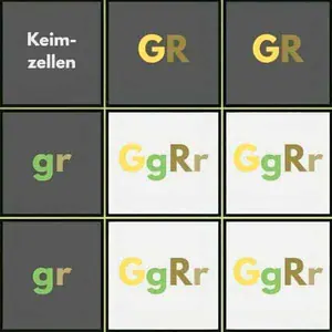 Kombinationsquadrat zu Erbsen