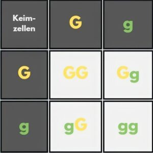 Kombi-Quadrat - Erbsen Kombinationsquadrat für Erbsen