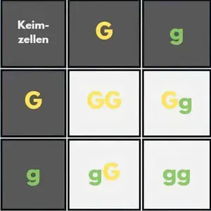 Kombi-Quadrat - Erbsen Kombinationsquadrat für Erbsen