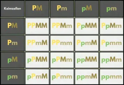 Kombinationsquadrat für Sittiche