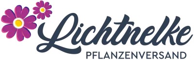 Lichtnelke
