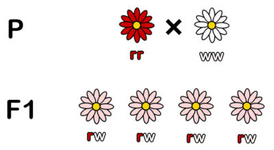 Mendel - Blüten Intermediärer Erbgang