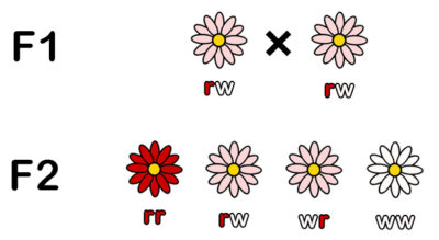 Mendel - Blüten F2 Intermediärer Erbgang