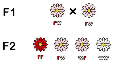 Mendel - Blüten F2 Intermediärer Erbgang