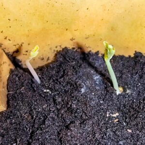 Keimlinge nach 10 Tagen