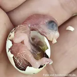 Probleme beim Schlüpfen