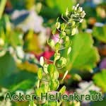 Futtterpflanze: Acker-Hellerkraut bzw. Acker-Pfennigkraut (Thlaspi arvense)