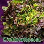 Salat: Pflücksalat (Lactuca sativa var. crispa)