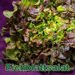 Salat: Pflücksalat (Lactuca sativa var. crispa)