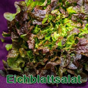 Pflücksalat