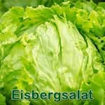 Salat: Eisbergsalat (Lactuca sativa var. capitata nidus tenerimma)