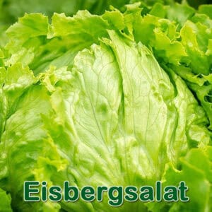 Eisbergsalat