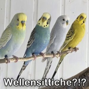 Fragen vor Anschaffung