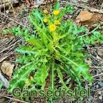 Futterpflanze: Acker-Gรคnsedistel (Sonchus arvensis), Raue Gรคnsedistel (Sonchus asper) und Kohl-Gรคnsedistel (Sonchus oleraceus)