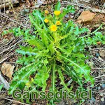 Futterpflanze: Acker-Gänsedistel (Sonchus arvensis), Raue Gänsedistel (Sonchus asper) und Kohl-Gänsedistel (Sonchus oleraceus)