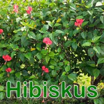 Futterpflanze: Hibiskus bzw. Roseneibisch (Hibiscus rosa-sinensis)