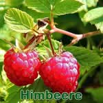 Früchte: Himbeere (Rubus idaeus)
