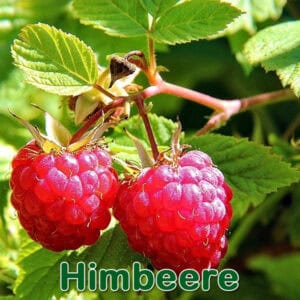 Himbeere