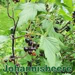 Strรคucher: Schwarze Johannisbeere (Ribes nigrum) und Rote Johannisbeere (Ribes domesticum)